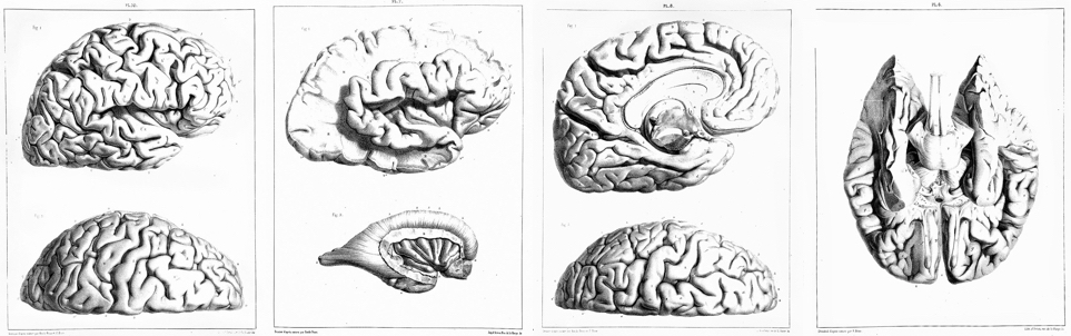 ortografia etimologia celebrale cerebrale errore